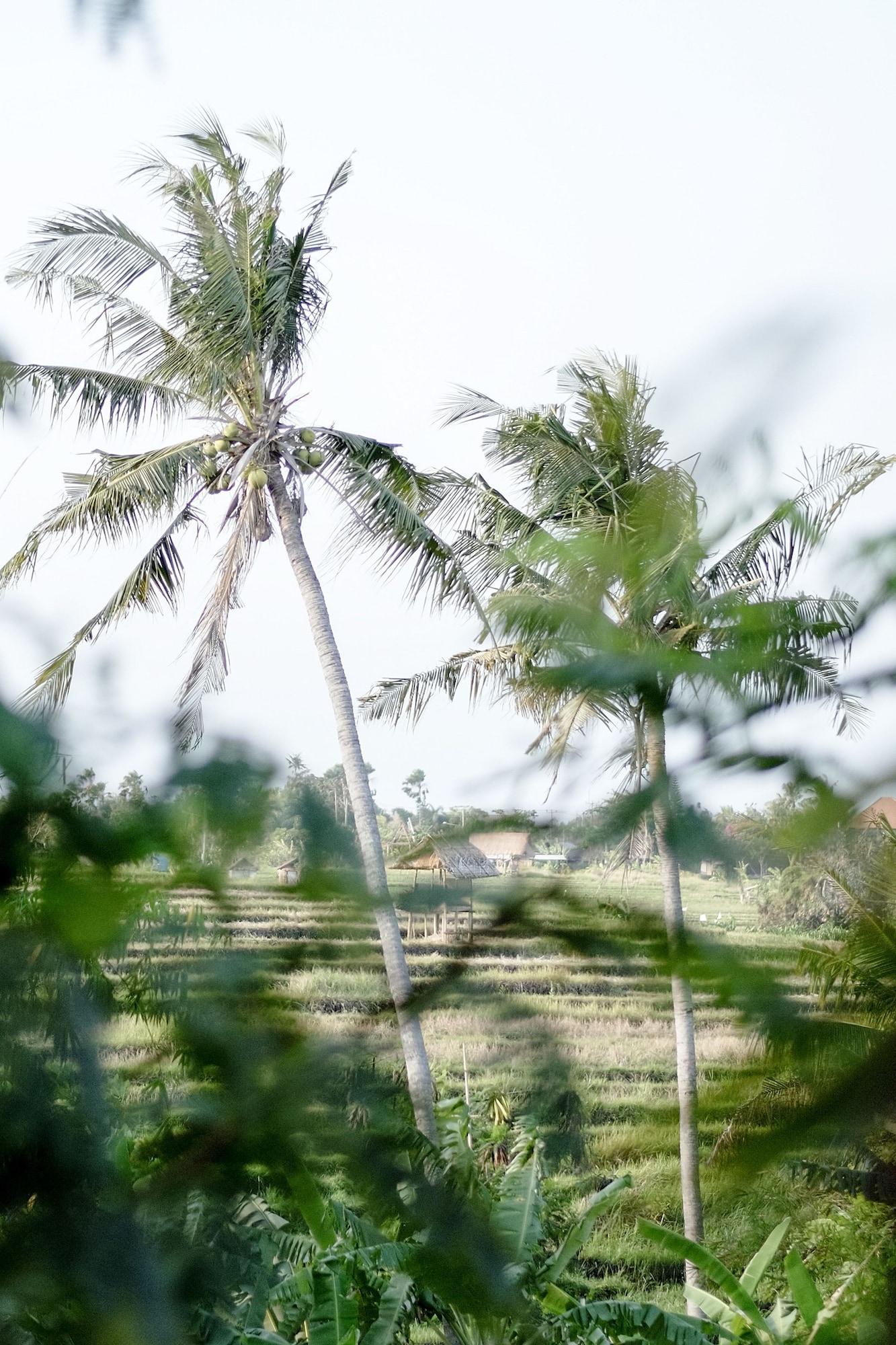 Planta Boutique Resort Canggu Eksteriør bilde
